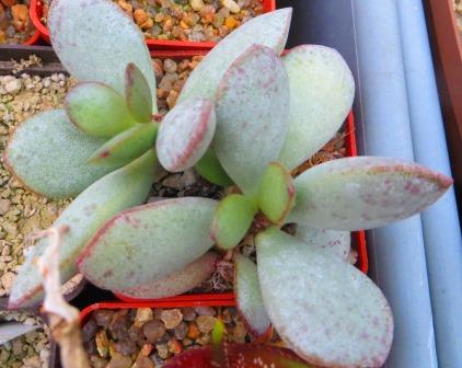 adromischus alstonii rotundifolius