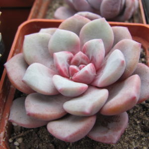 Echeveria  *Jelly  Jem*  Red