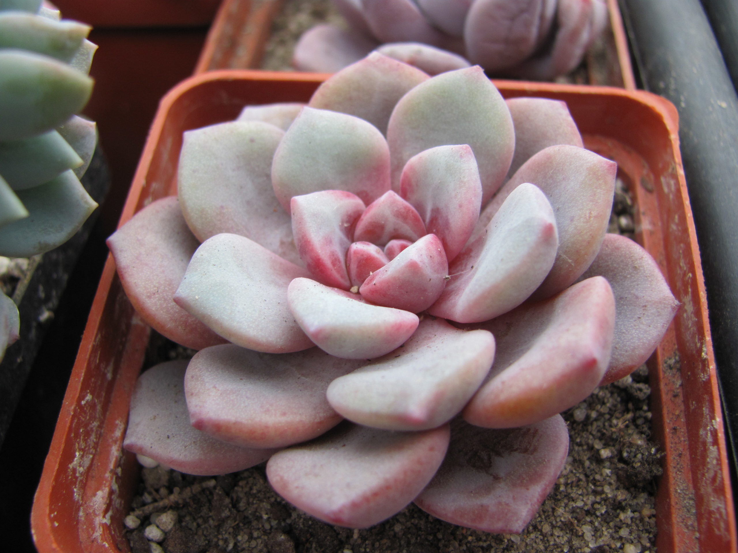 Echeveria  *Jelly  Jem*  Red