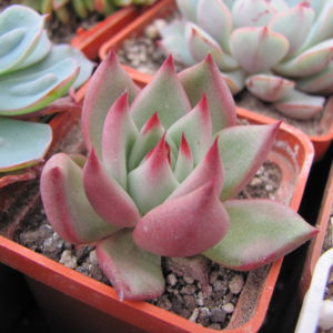 Echeveria Romeo