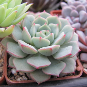 Echeveria  Panda Face