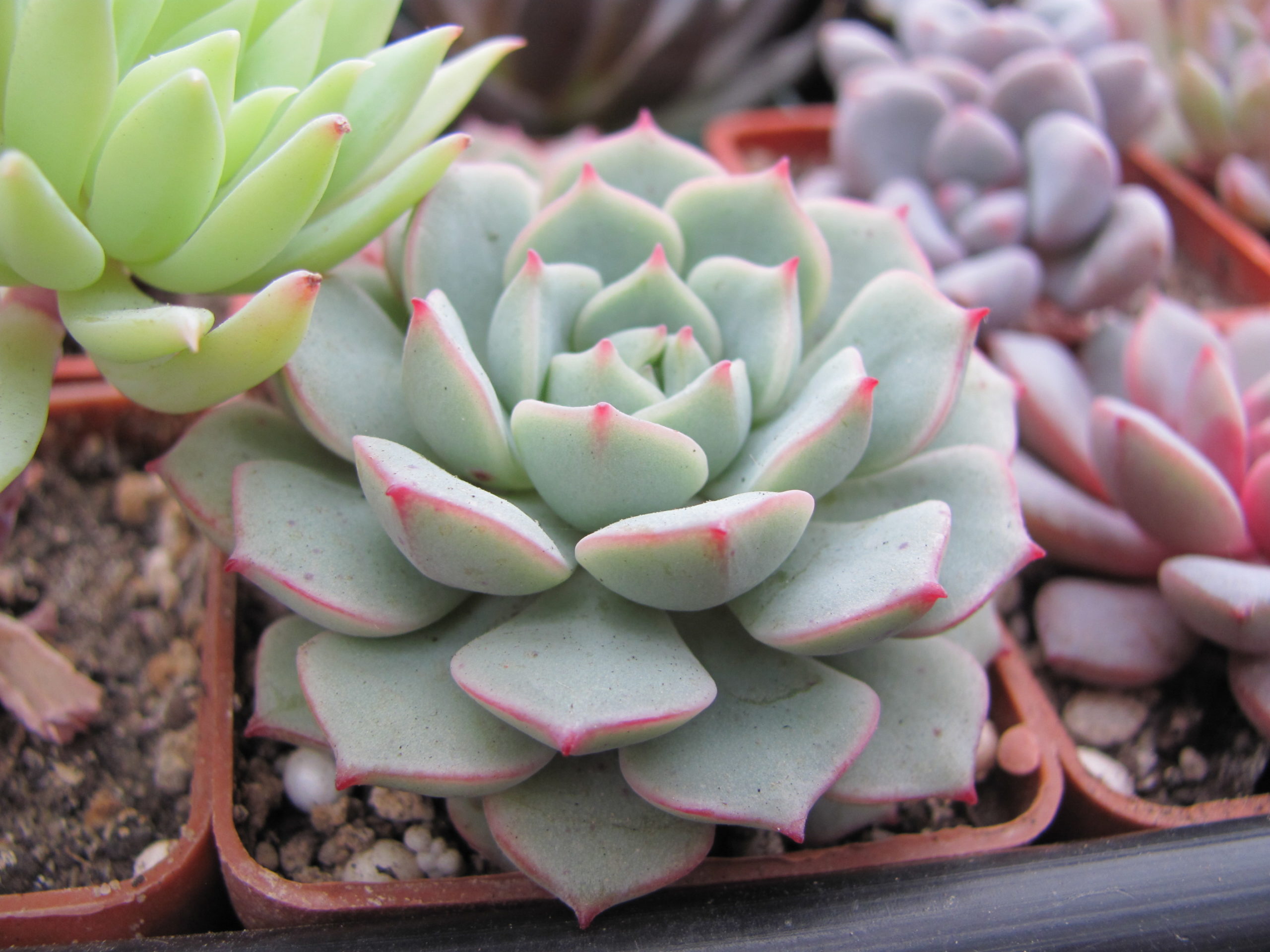 Echeveria  Panda Face