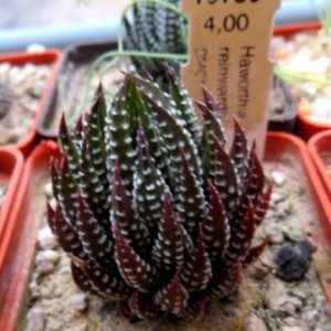 haworthia reinwardtii