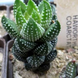 haworthia coarctata
