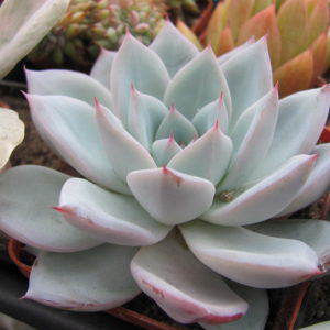 Echeveria Beatrice