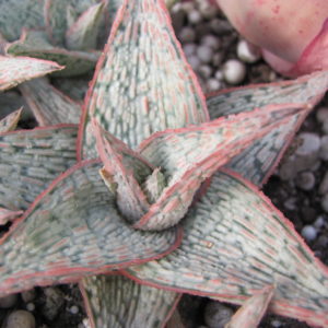 Aloe  hybr.   *White*    ( hybrid Lipskiy )