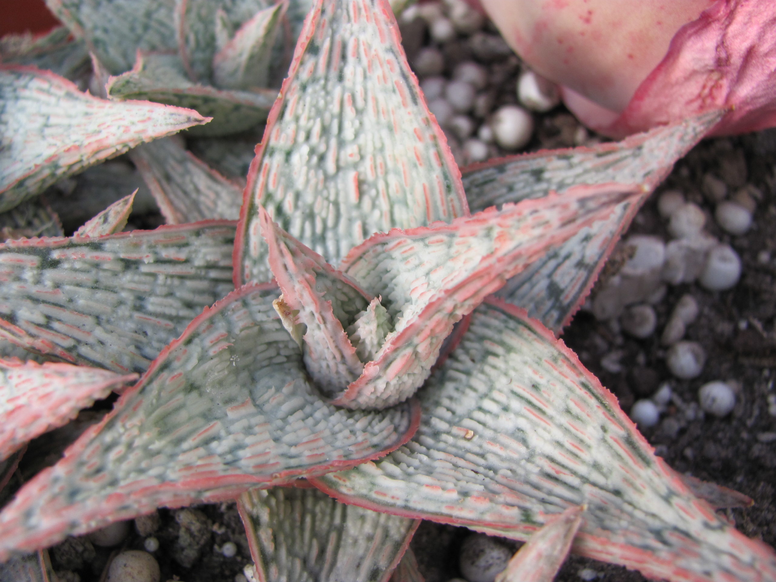 Aloe  hybr.   *White*    ( hybrid Lipskiy )