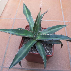 Agava xilonacantha
