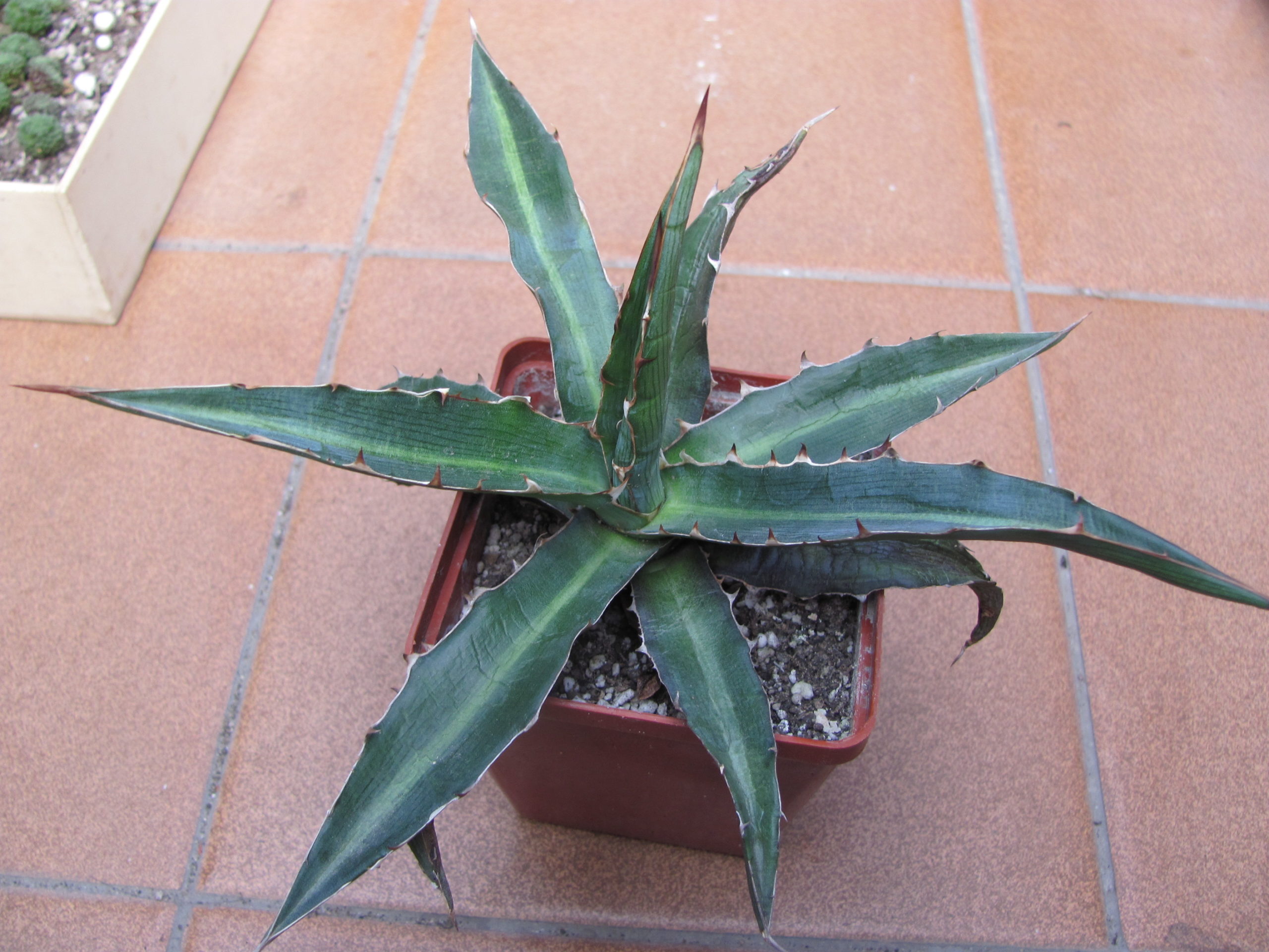 Agava xilonacantha