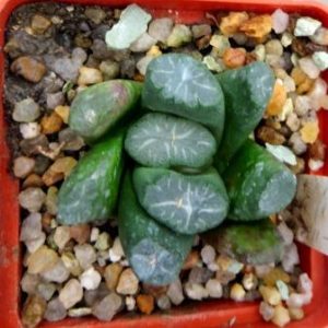 haworthia maughanii Japan
