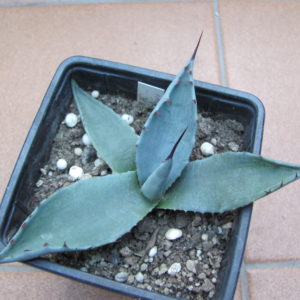 Agava parrasana