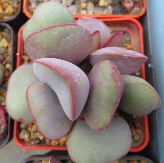4724 PV adromischus marianae hallii Aurus