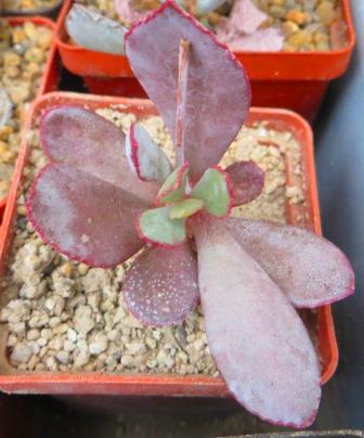 adromischus spec ЮАР