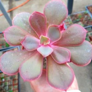 echeveria fireball