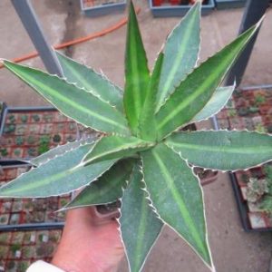 agave lophantha splendida