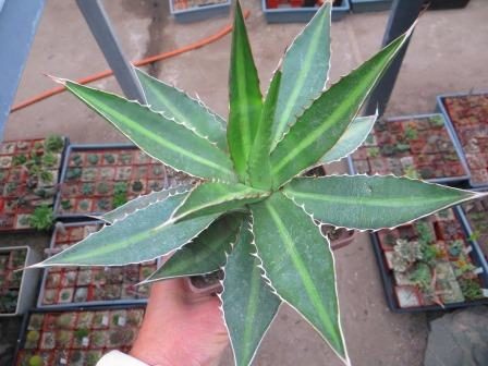 agave lophantha splendida