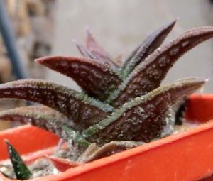 haworthia nigra