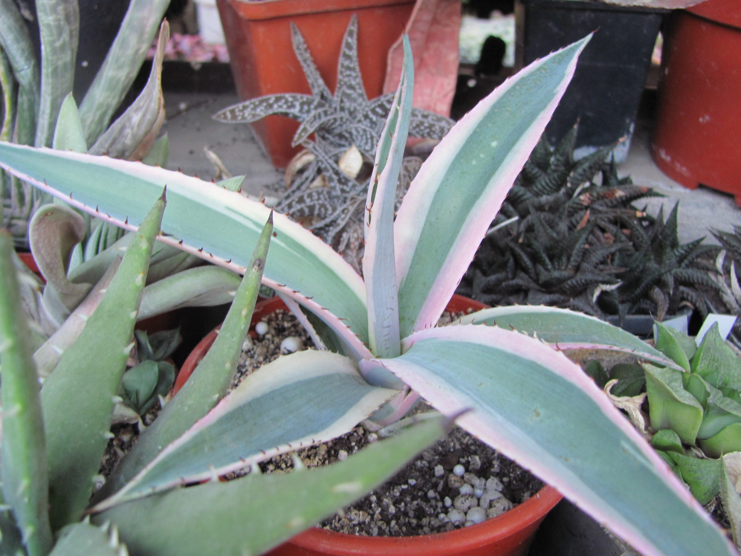 Agava  * Crem Brulle *  variegata