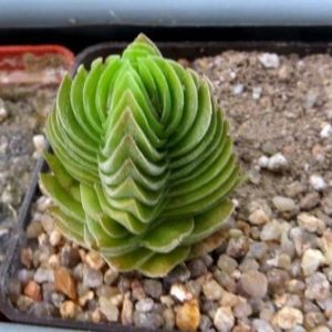 crassula buddha's temple