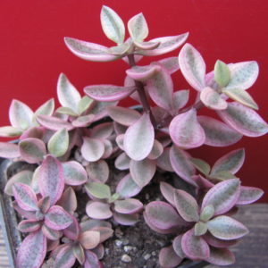 Crassula volkensii  variegata