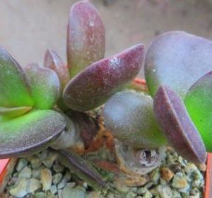 adromishus burgundii