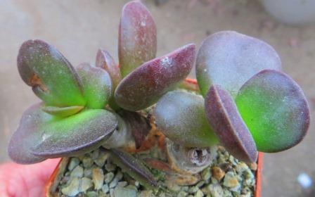 adromishus burgundii