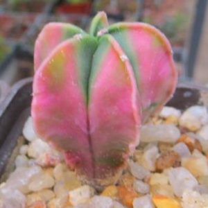astrophytum myriostigma variegated