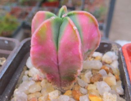 astrophytum myriostigma variegated