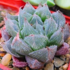 haworthia kegazato x cooperi venusta