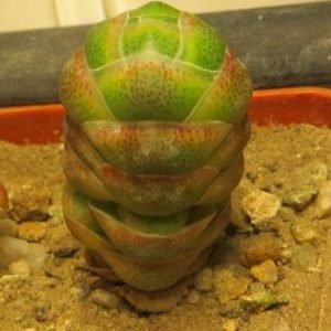 Crassula barklyi