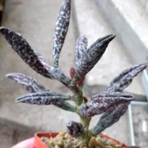 adromishus marianae