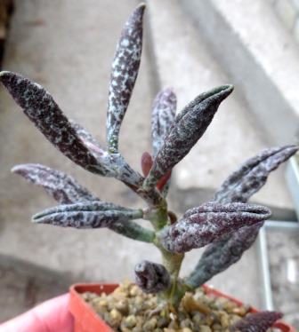 adromishus marianae