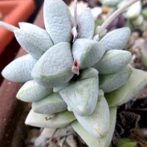 crassula deceptor сеянец