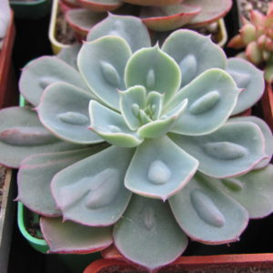 Echeveria Raindrops