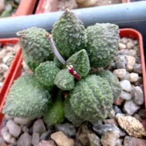 adromischus manae green