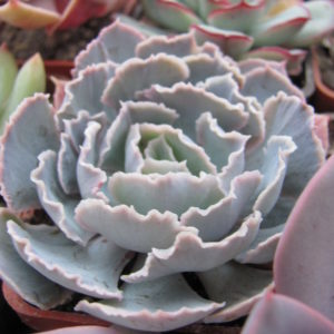 Echeveria Truffles