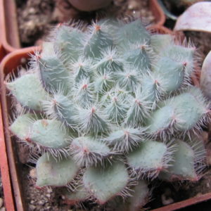 Echeveria deminuta