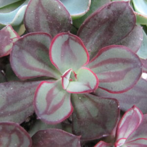 Echeveria nodulosa