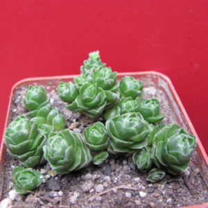 Crassula Emerald