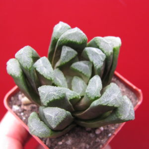 Haworthia maughanii