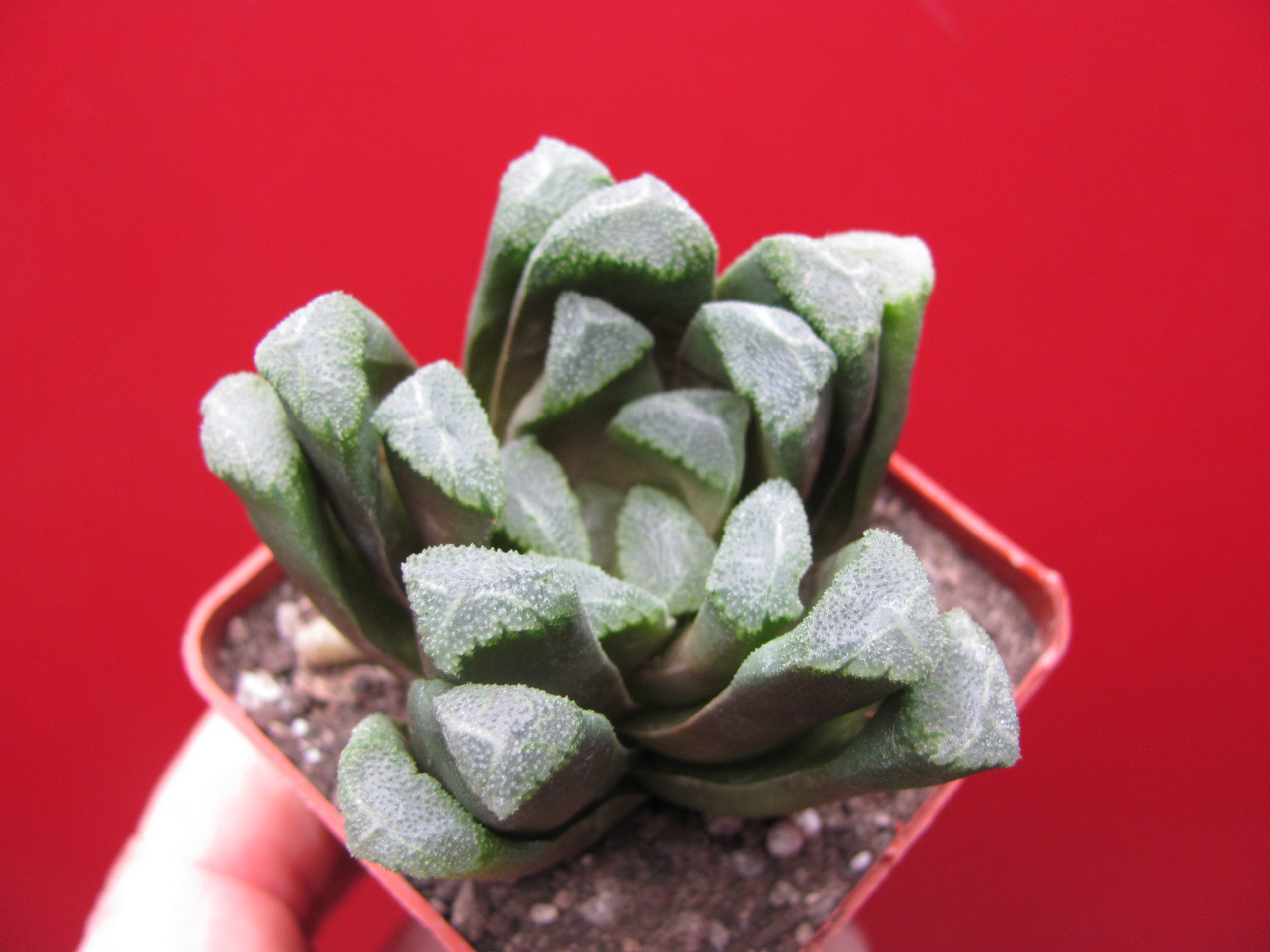Haworthia maughanii