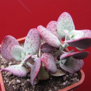 Crassula cordata