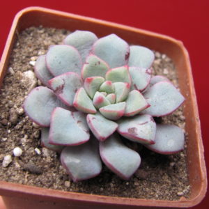 Echeveria expatriata