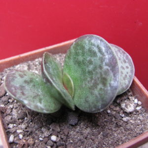 Adromischus rupicola