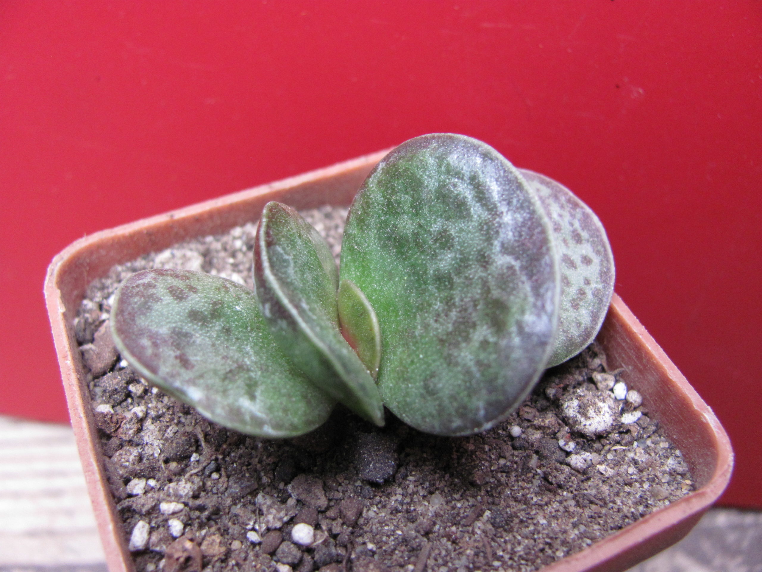 Adromischus rupicola