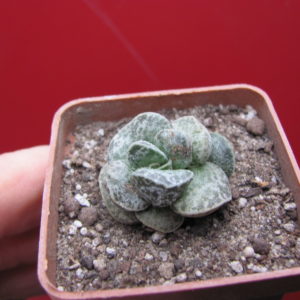 Adromischus  *Bryan Makin*