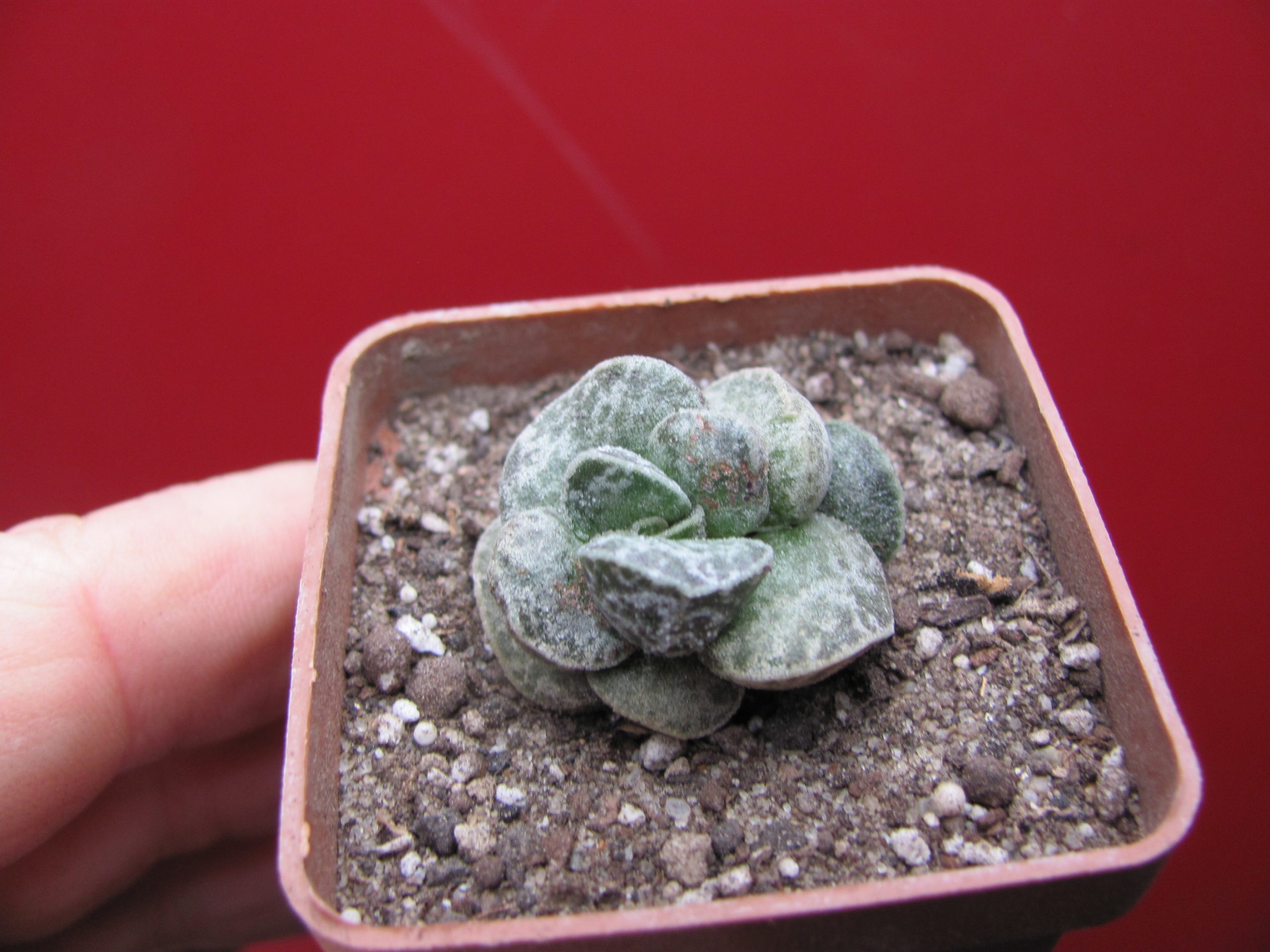 Adromischus  *Bryan Makin*