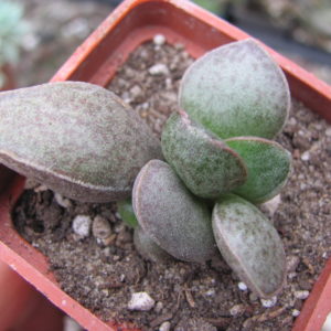 Adromischus marianiae  Richtersveld