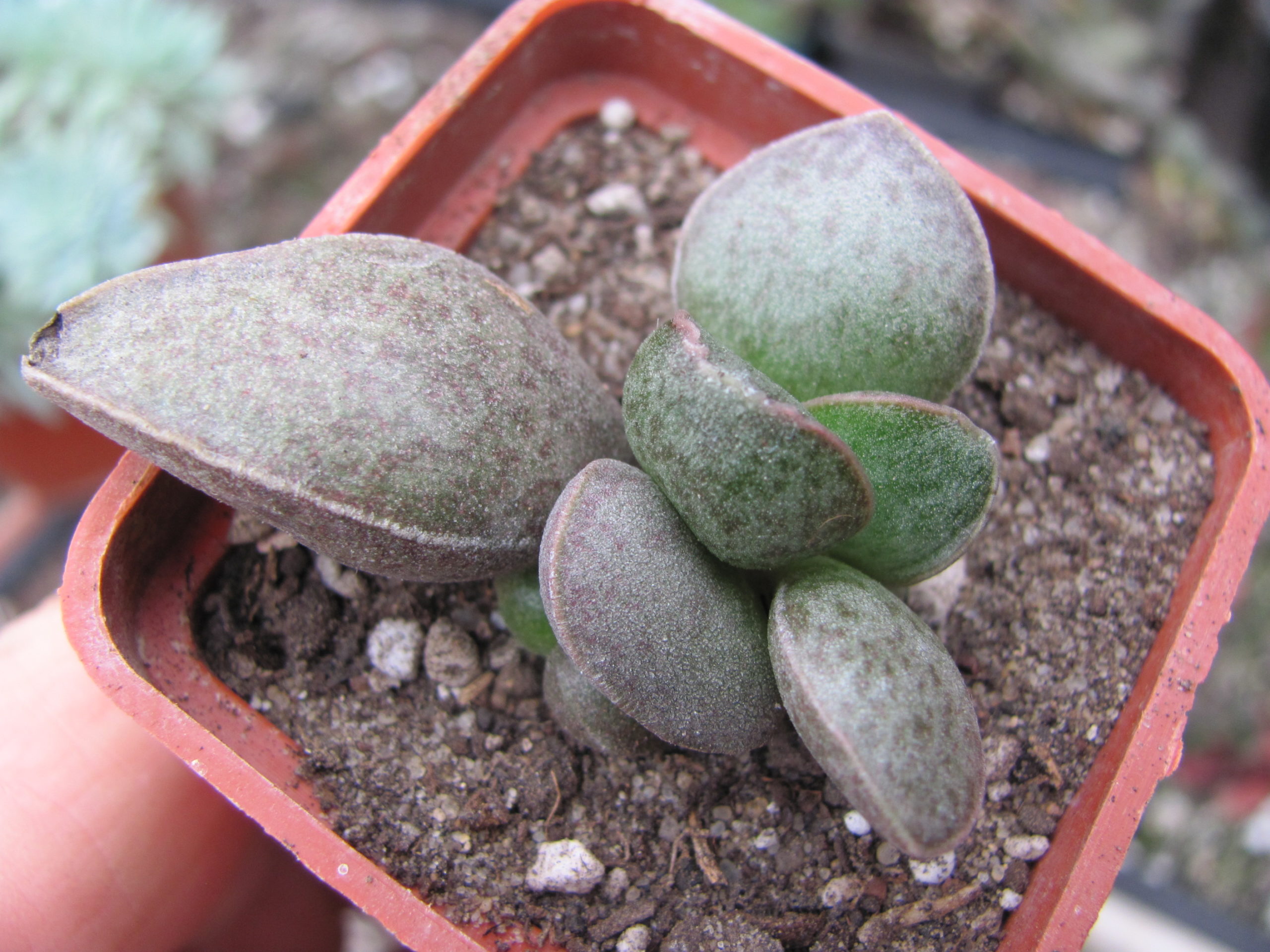 Adromischus marianiae  Richtersveld