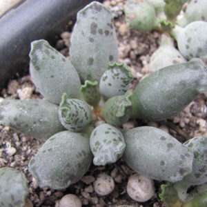 Adromischus   *Silver Tubes*